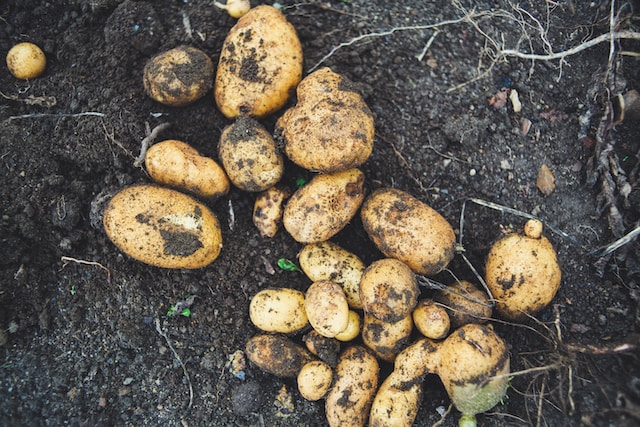 A Guide to Planting Potatoes