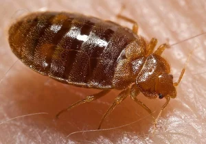 Facts About Bed Bugs