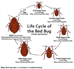 Life Cycle of a Bed Bug