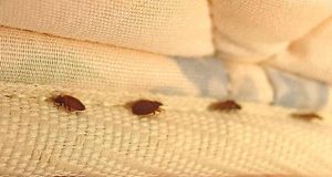 Preventing Bed Bug