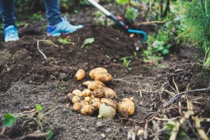 when to plant potatoes in michigan